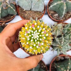 MAMMILLARIA COMPRESSA MONSTROSA, image 