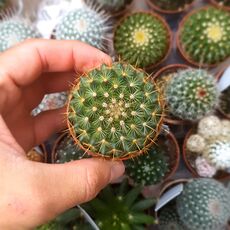 MAMMILLARIA DISCOLOR, image 