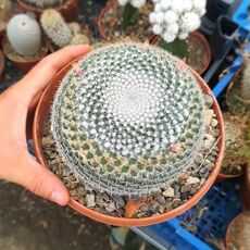 MAMMILLARIA HAHNIANA, image 