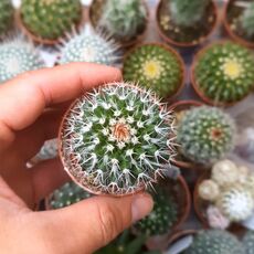 MAMMILLARIA NEJAPENSIS, image _ab__is.image_number.default