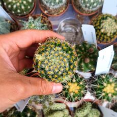 MAMMILLARIA SCHIEDEANA, image 