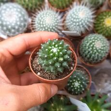 MAMMILLARIA VAGASPINA HELEN, image , 2 image