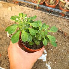 MONADENIUM RITCHIEI, image 