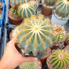 NOTOCACTUS MAGNIFICUS, image 