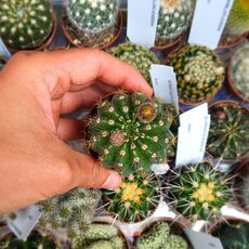 NOTOCACTUS OTTONIS, image 