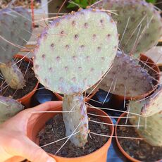 OPUNTIA SANTA-RITA, image 