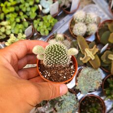 OPUNTIA MICRODASYS CV. ALBOSPINA, image 