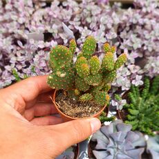 OPUNTIA RUFIDA, image 