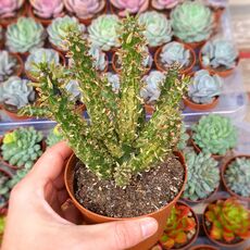 OPUNTIA SUBULATA VARIEGATA, image 