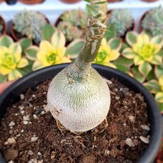 PACHYPODIUM SUCCULENTUM, image 