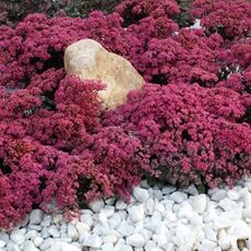 SEDUM SUNSPARKLER DAZZLEBERRY, image _ab__is.image_number.default