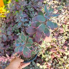 SEDUM SUNSPARKLER DREAM DAZZLER, image 