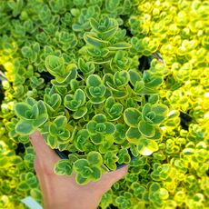 SEDUM SUNSPARKLER LIME TWISTER, image 