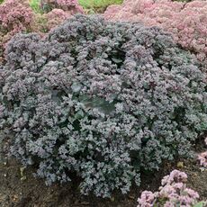 SEDUM SUPERSTAR, image , 3 image