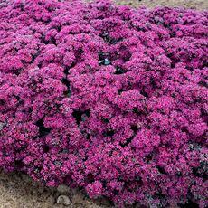 SEDUM SUPERSTAR, image , 2 image