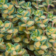 SEDUM SIEBOLDII VARIEGATA, image , 2 image