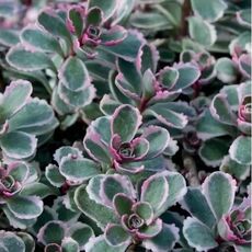 SEDUM SPURIUM TRICOLOR, image 