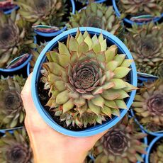 SEMPERVIVUM BIG SAM COUNTRY RED, image 