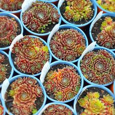 SEMPERVIVUM CASSIOPEIA, image _ab__is.image_number.default