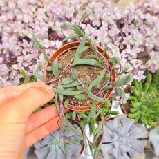 SENECIO HERREIANUS PURPLE FLUSH, image 