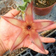 STAPELIA GETTLEFFII, image , 2 image