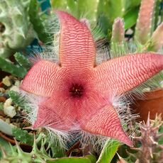 STAPELIA GRANDIFLORA, image _ab__is.image_number.default