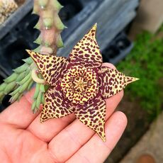 STAPELIA VARIEGATA, image , 2 image