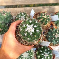 THELOCACTUS CONOTHELOS, image 