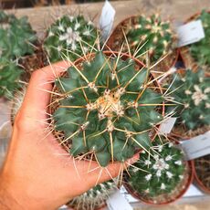 THELOCACTUS NIDULANS, image 