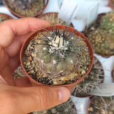 COPIAPOA OLIVANA PAPUSA, image 