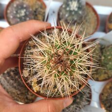 COPIAPOA RUPESTRIS, image 