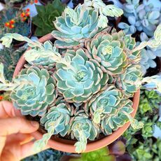 ECHEVERIA SITIFUKUMIAMA, image 