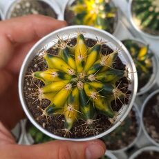 FEROCACTUS WISLIZENI VARIEGATA, image 