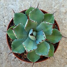 AGAVE POTATORUM CV. KICHIJOKAN LIME GREEN, image , 2 image