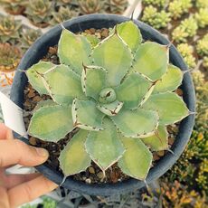 AGAVE POTATORUM CV. KICHIJOKAN LIME GREEN, image 