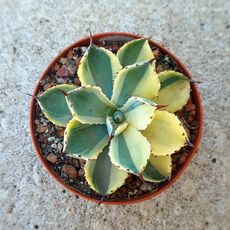 AGAVE POTATORUM CV. KICHIJOKAN VARIEGATA, image 