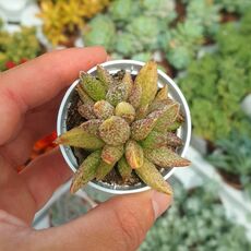 ADROMISCHUS MARIANAE ALVEOLATUS, image 