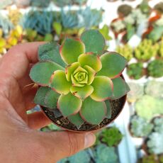 AEONIUM HAWORTHII DREAM COLOR, image 