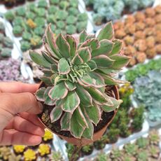 AEONIUM SUNBURST F. CRISTATA, image 