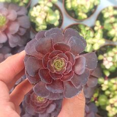 AEONIUM VELOUR, image 