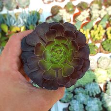 AEONIUM VELOUR, image 