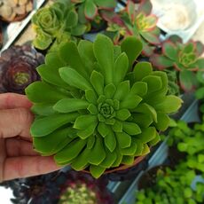 AEONIUM CUPCAKE, image 