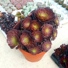 AEONIUM VELOUR, image 