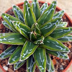 AGAVE VICTORIAE-REGINAE RING OF GOLD, image , 2 image