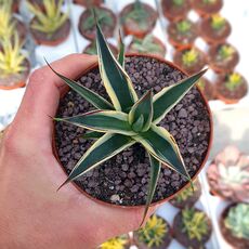 AGAVE SNOW GLOW VARIEGATA, image , 2 image