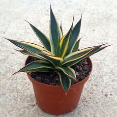 AGAVE SNOW GLOW VARIEGATA, image 