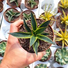 AGAVE SUN GLOW VARIEGATA, image , 3 image