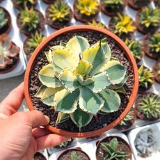 AGAVE POTATORUM CV. KICHIJOKAN VARIEGATA, image , 2 image