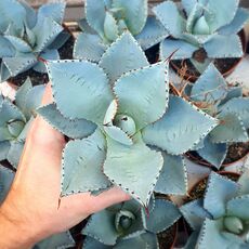 AGAVE PYGMAEA DRAGON TOES, image 