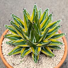 AGAVE VICTORIAE-REGINAE F. MARGINATA AUREA, image 